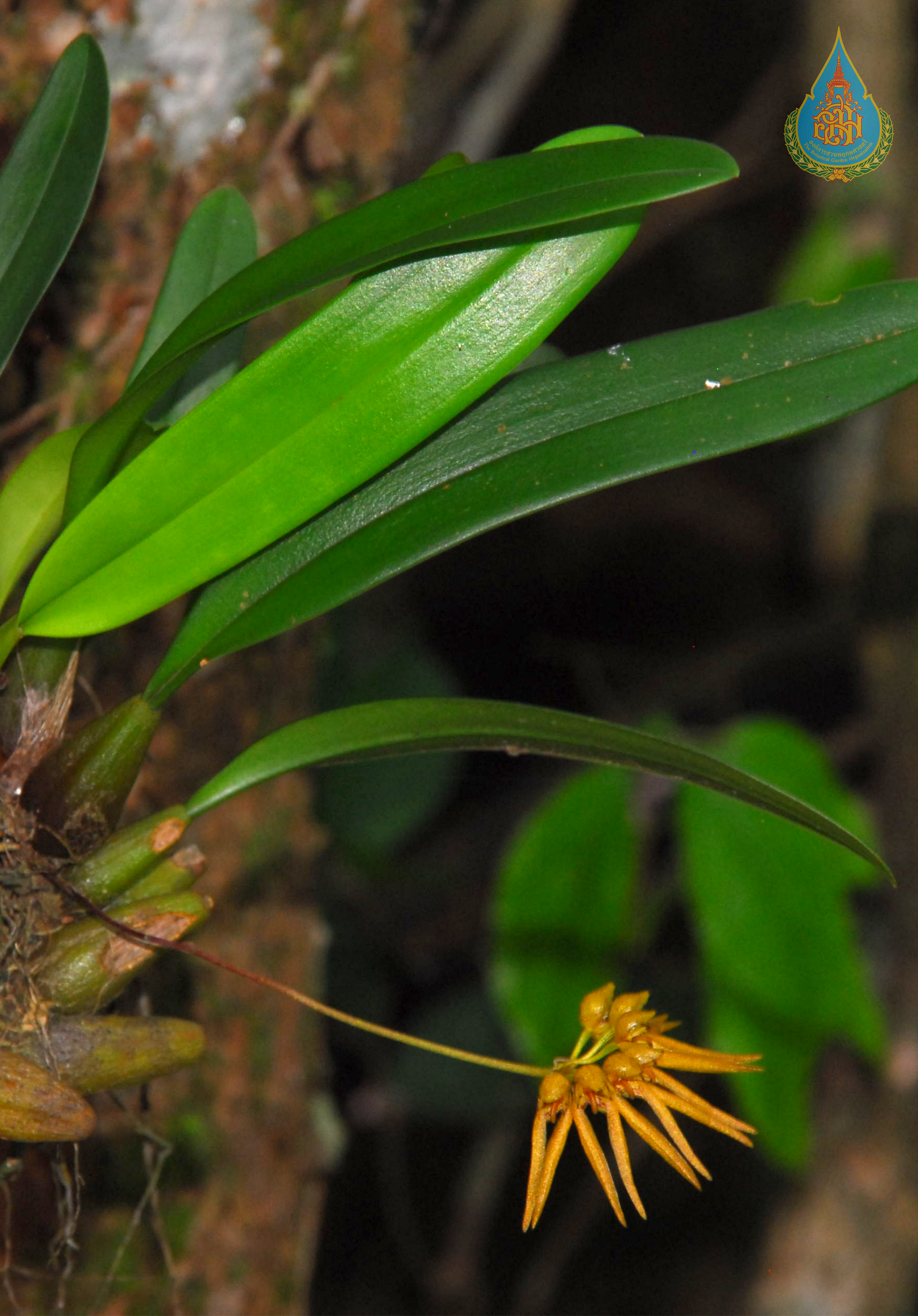 สิงโตใบแถบ Bulbophyllum taeniophyllum C.S.P.Parish & Rchb.f.<br/>ORCHIDACEAE